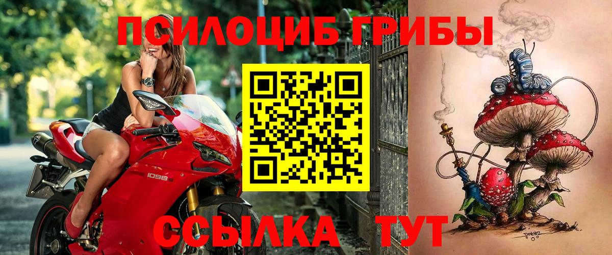 Галлюциногенные грибы мицелий  Петровск  Псилоцибиновые грибы Psilocybe 