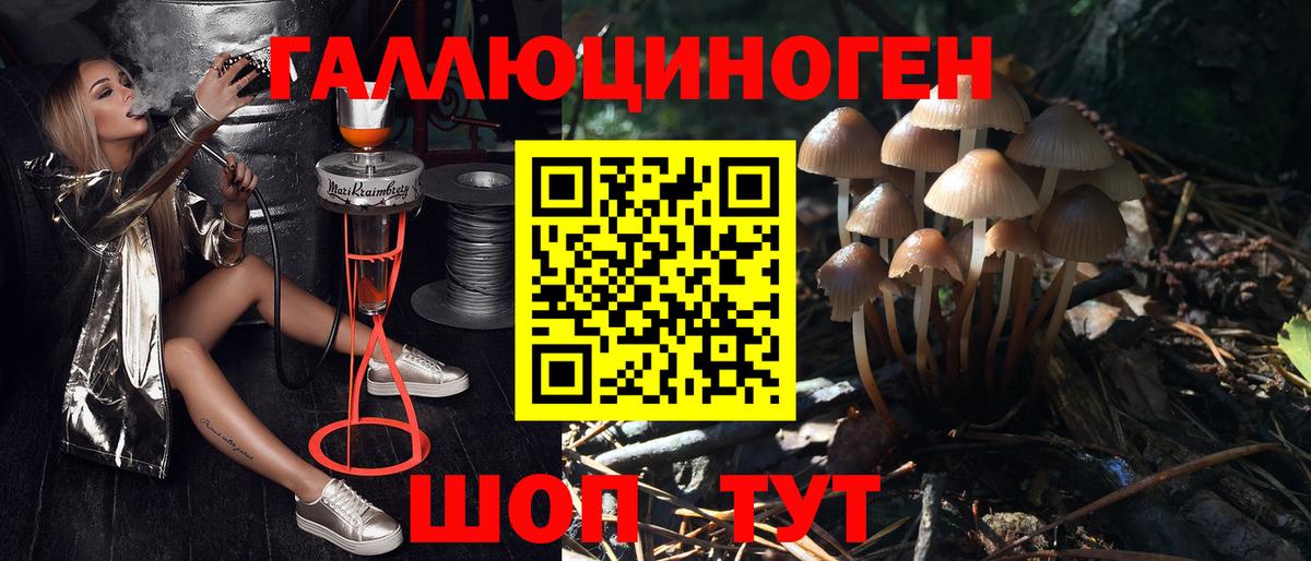 Галлюциногенные грибы Psilocybine cubensis Петровск
